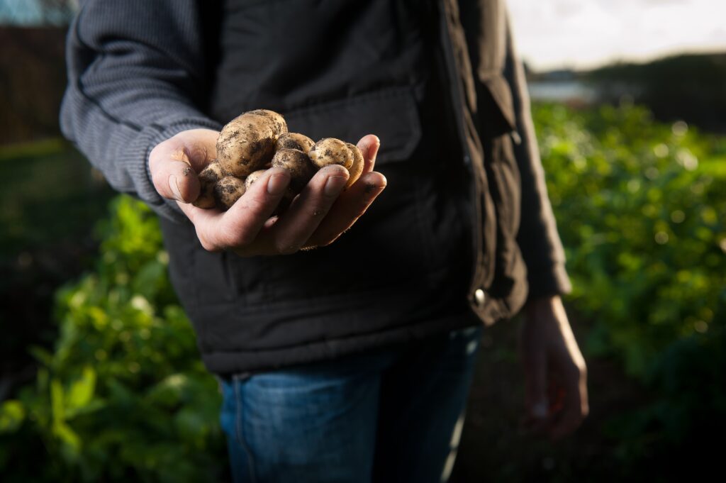 Potato Hand - Sponsorship generic